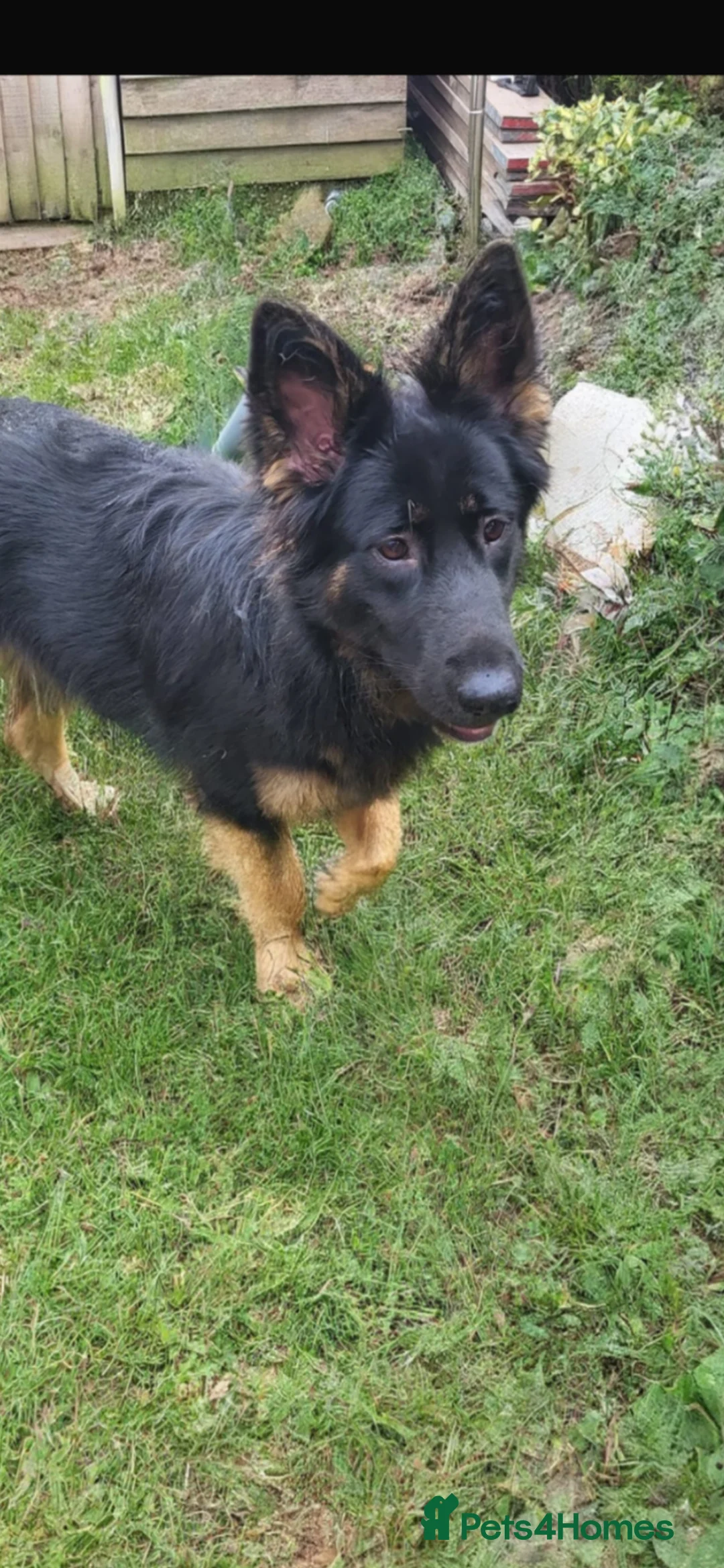 German Shepherd dogs for sale: German shepherd puppies  - Advert 2