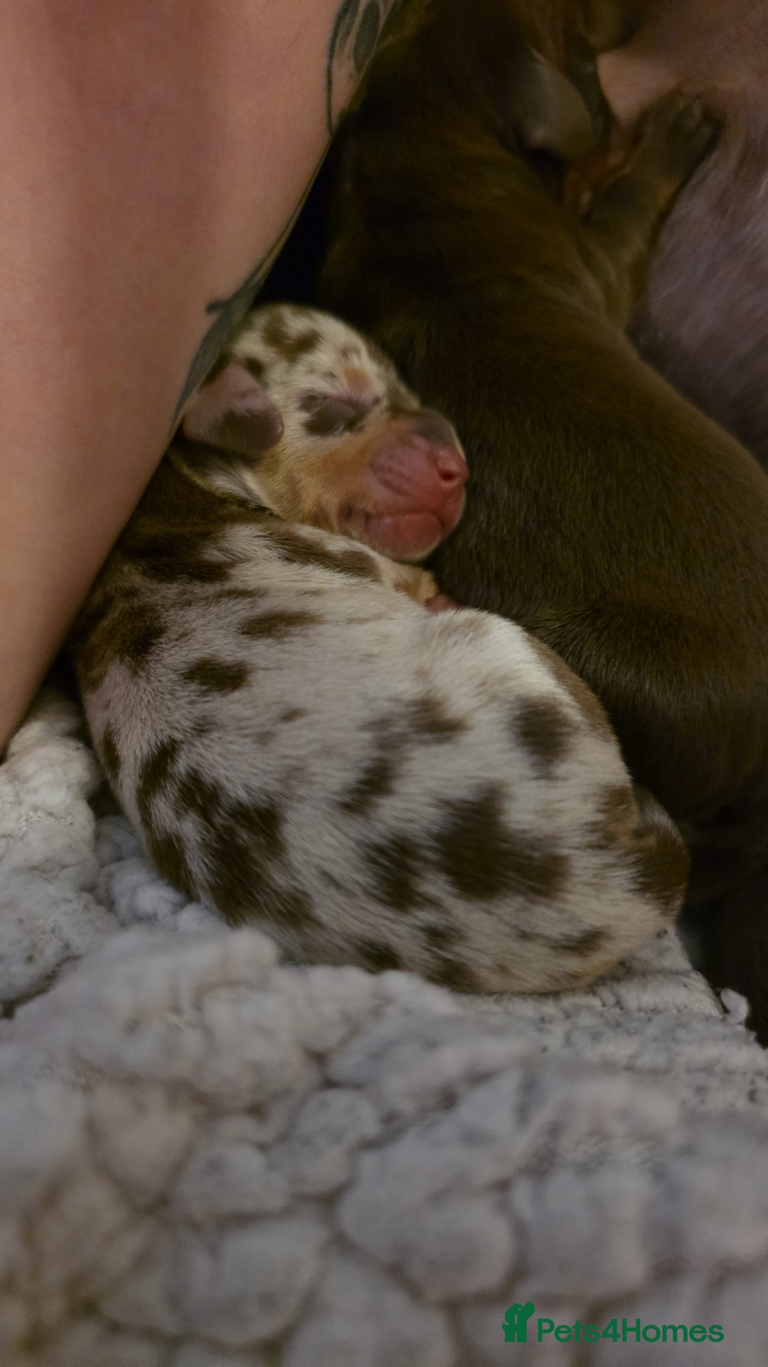 Dachshund dogs for sale: 🐾 Adorable Dachshund Puppies 🐾  - Image 3