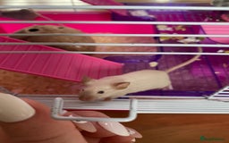 Mouse rodents for sale: 2 sets of 2 mice - Image 4
