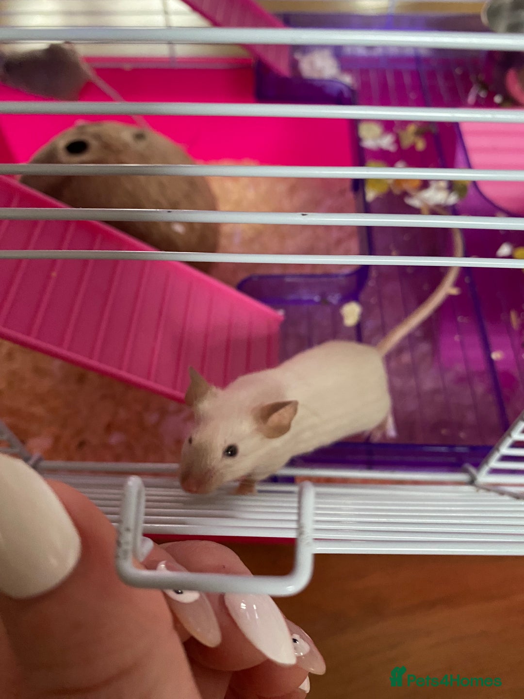 Mouse rodents for sale: 2 sets of 2 mice - Image 4