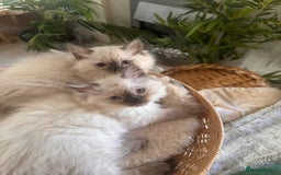 Ragdoll cats for sale: Beautiful Ragdoll kittens  - Image 5