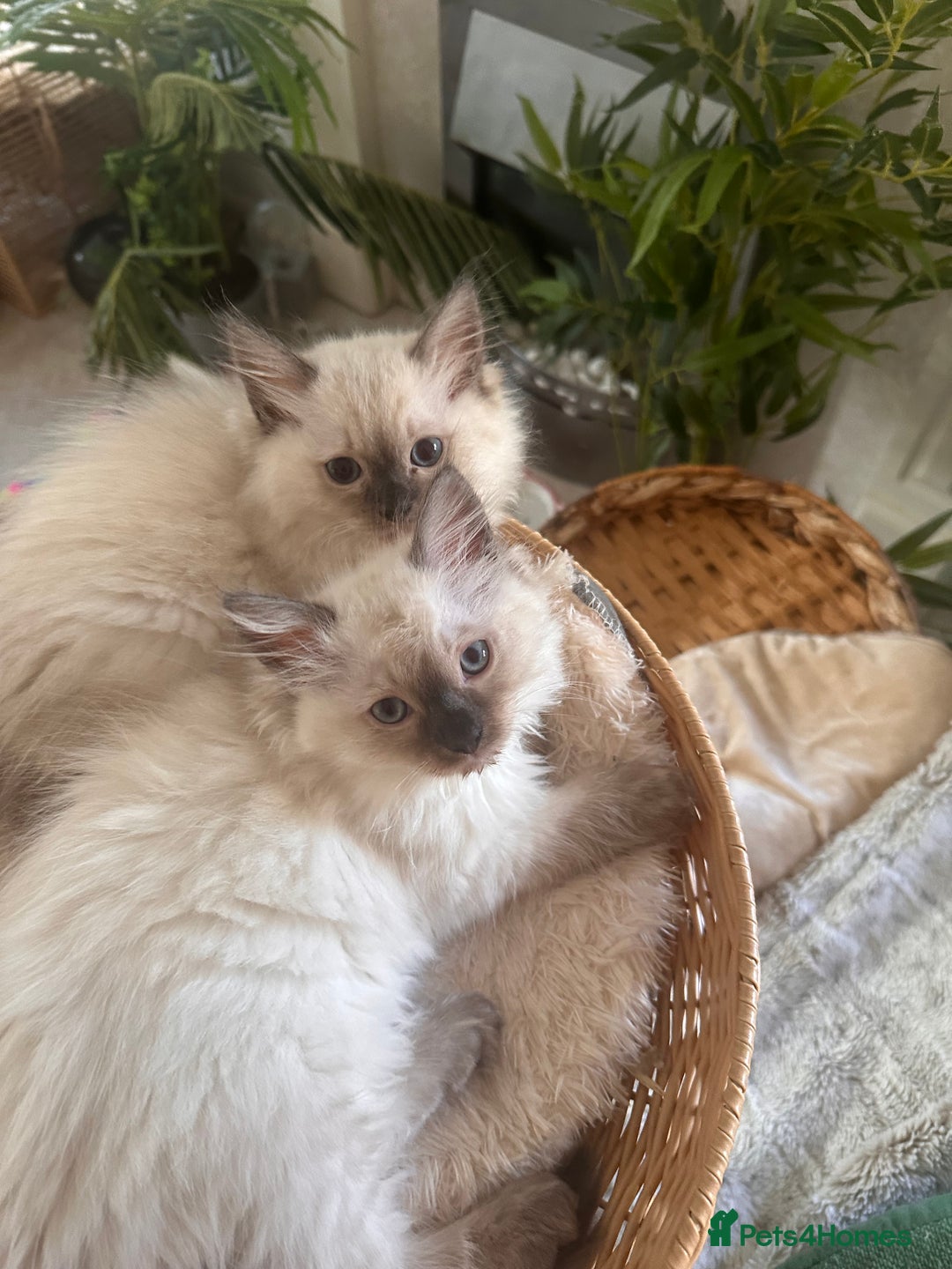 Ragdoll cats for sale: Beautiful Ragdoll kittens  - Image 5