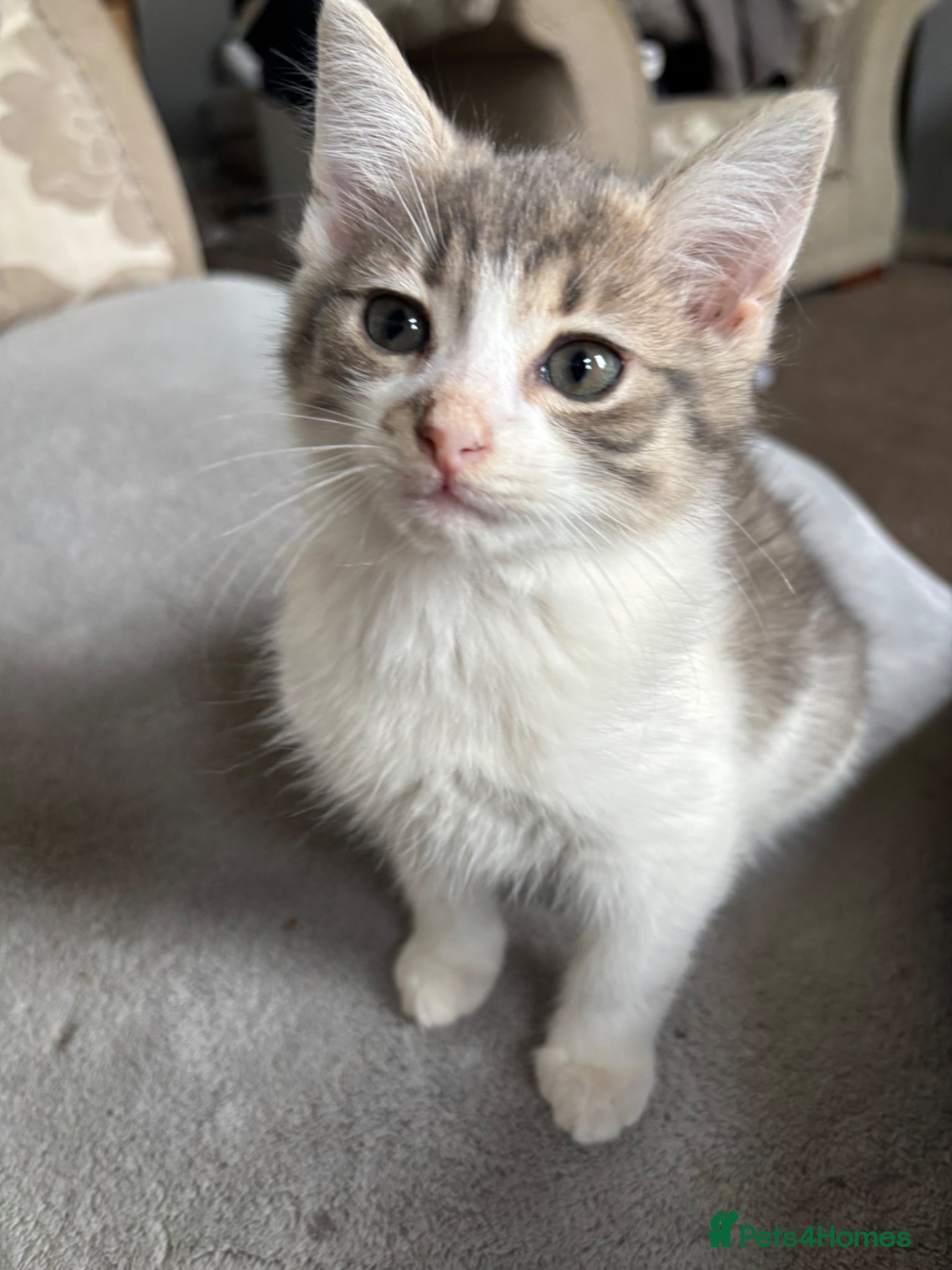 Mixed Breed cats Kittens - Advert 3