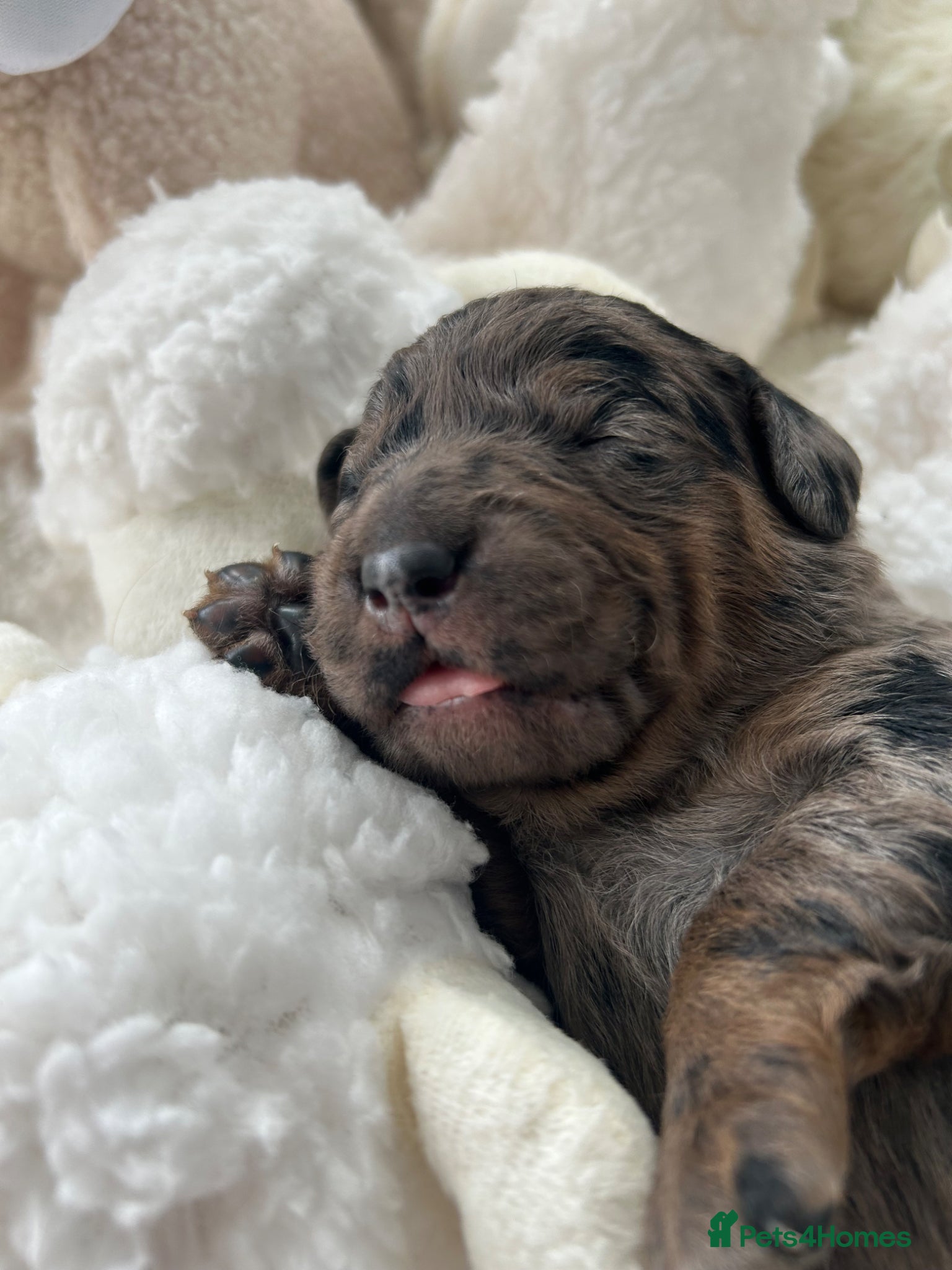 Labradoodle dogs Stunning Coloured Mini Labradoodles F1b - Advert 6