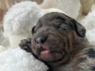 Labradoodle dogs Stunning Coloured Mini Labradoodles F1b - Advert 6