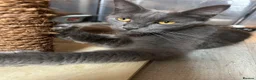 Maine Coon cats for sale: TICA Stunning Blue Smoke Queen  - Advert 4