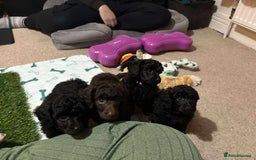 Miniature Poodle dogs for sale: Black female miniature poodle  - Image 2