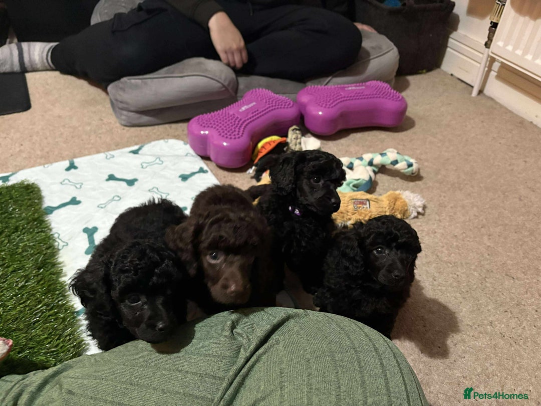 Miniature Poodle dogs for sale: Black female miniature poodle  - Image 2