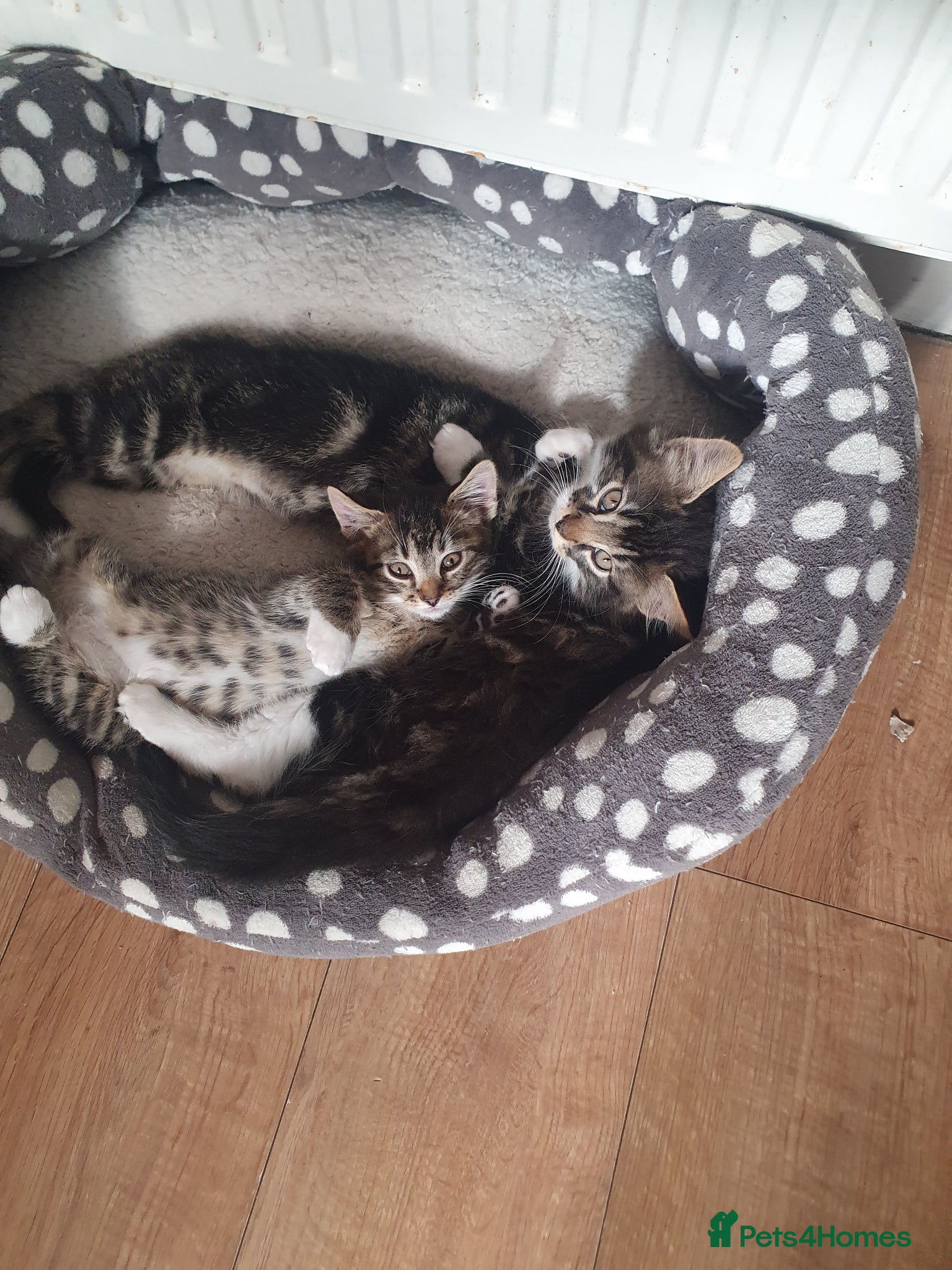Mixed Breed cats for sale: Beautiful Mix Breed - Advert 15
