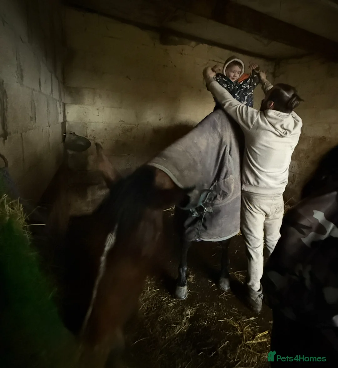 Irish Sports horses for sale: Super 15.3 8 yr old sports horse allroudner  - Advert 3