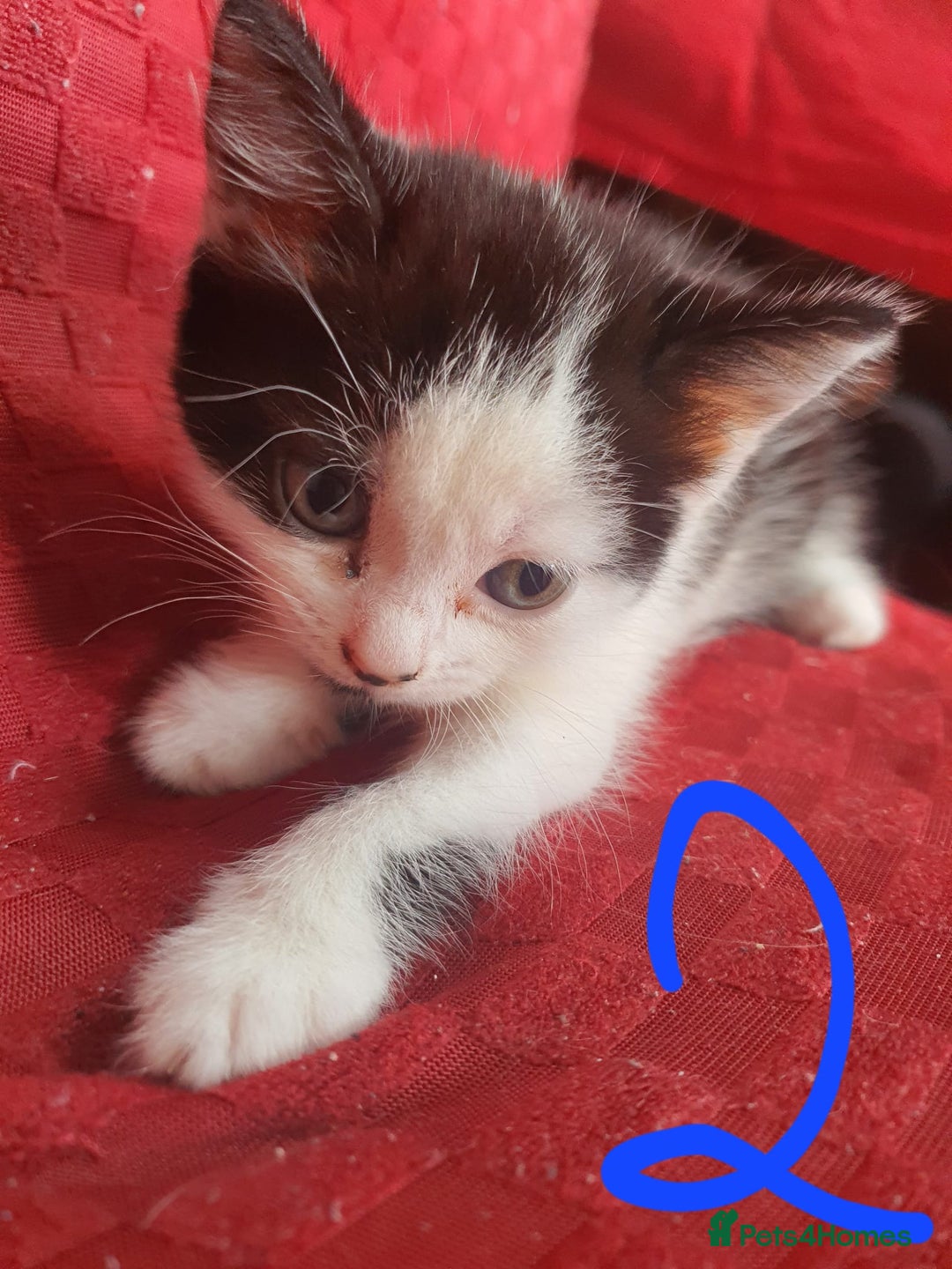 Domestic Shorthair cats for sale: For sale kittens - Image 4
