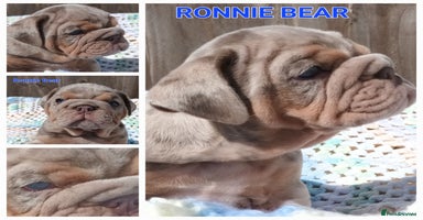 English Bulldog dogs - Advert 10