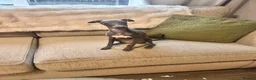 Italian Greyhound dogs for sale: Beautiful Italian Greyhound KC Puppy female  - Advert 3