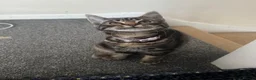 European cats for sale: Kittens  in Woking - Advert 4