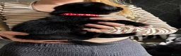 Mixed Breed dogs for sale: 7 huskadors please check prices - Advert 13