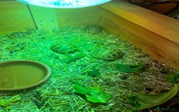 Hermann Tortoise reptiles for sale: Baby Hermann Tortoises 🐢🐢 - Image 5