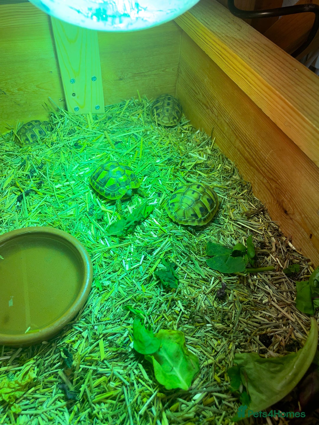 Hermann Tortoise reptiles for sale: Baby Hermann Tortoises 🐢🐢 - Image 5