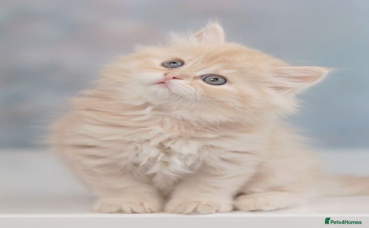 Persian cats - Advert 9
