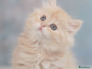 Persian cats - Advert 32