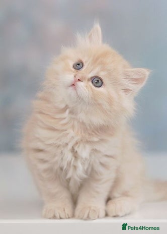 Persian cats - Advert 9