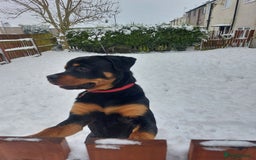 Rottweiler dogs for sale: Bobby the Rottie  - Image 2