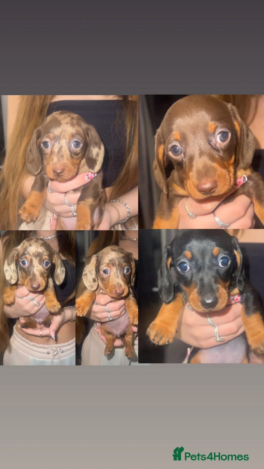 Miniature Dachshund dogs for sale: 5 stunning miniature dachshund puppies 🐾🏡 - Advert 1