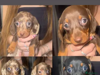 Miniature Dachshund dogs 5 stunning miniature dachshund puppies 🐾🏡 - Advert 1