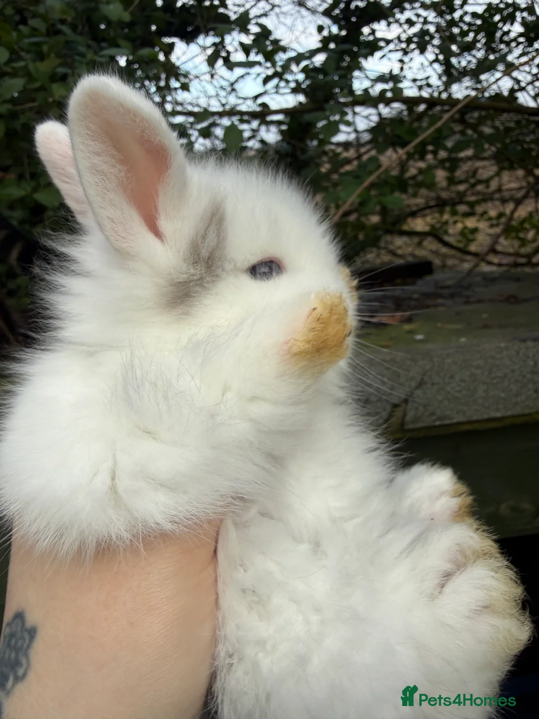 Lionhead rabbits for sale: Lion head rabbits  - Advert 3