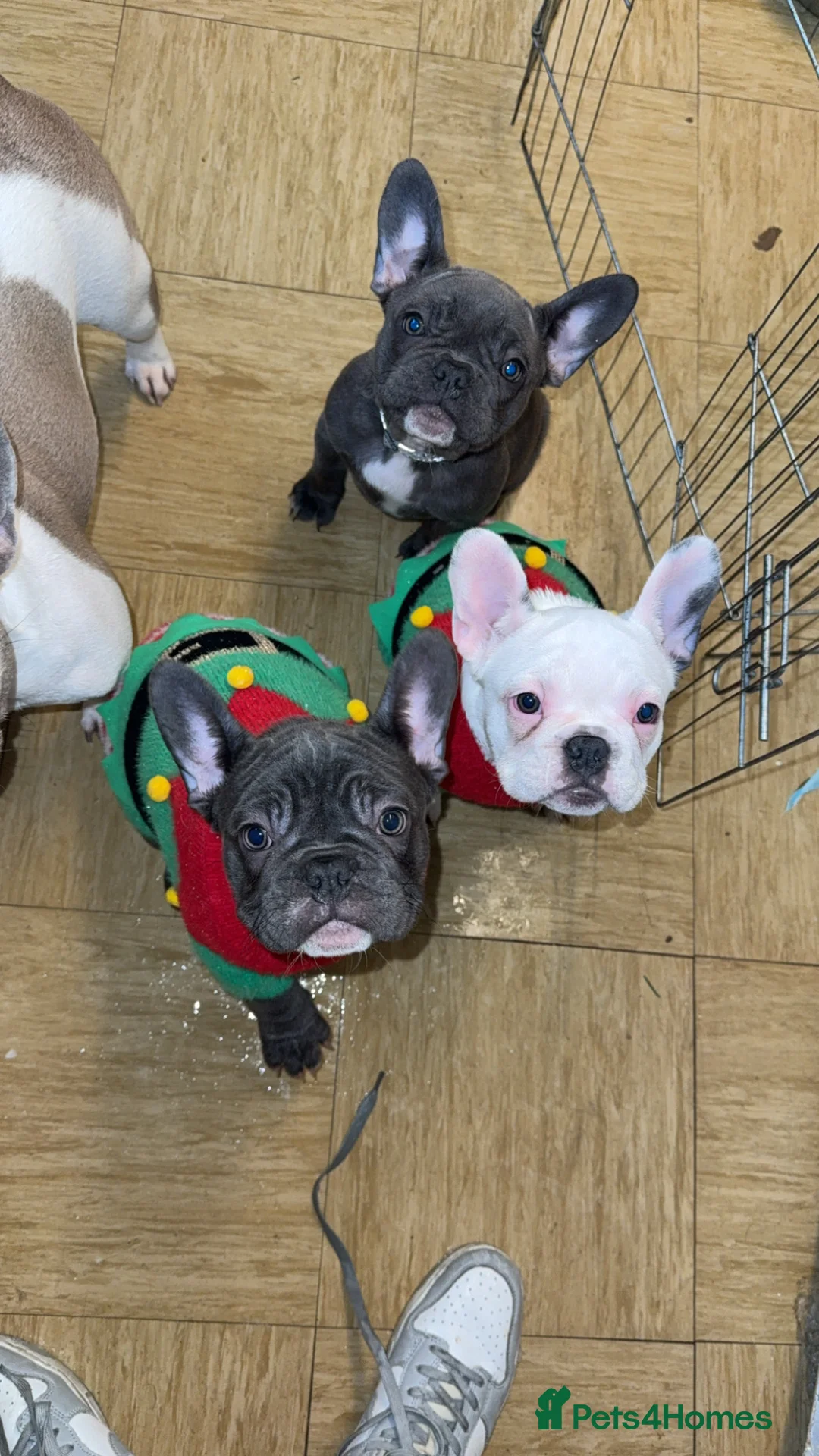French Bulldog dogs for sale: 2 female French Bulldog –14 weeks old💙 🐾 - Advert 5
