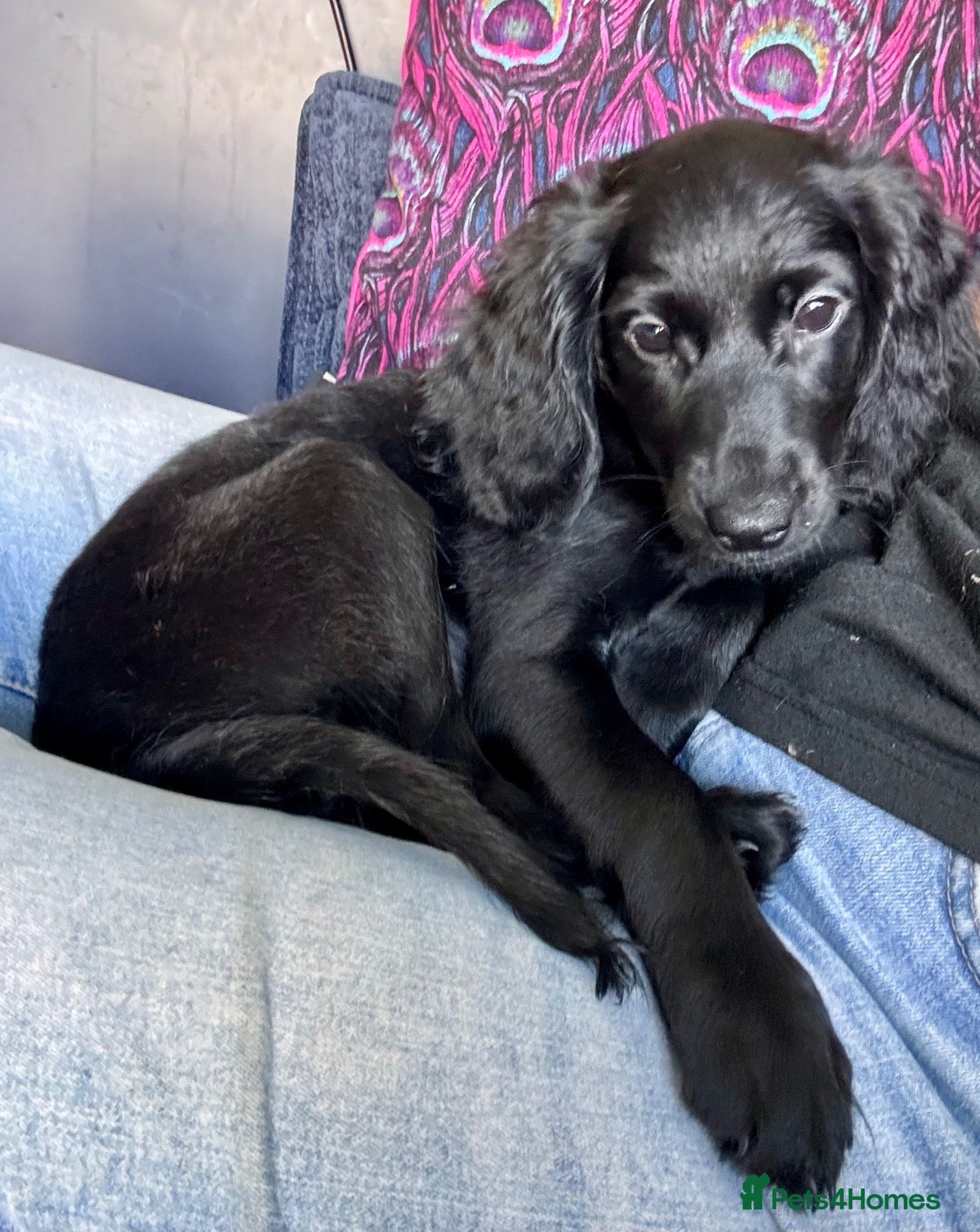 Cockapoo dogs 1 REMAINING FULLY VACCINATED/HEALTH CHECKED  - Advert 1