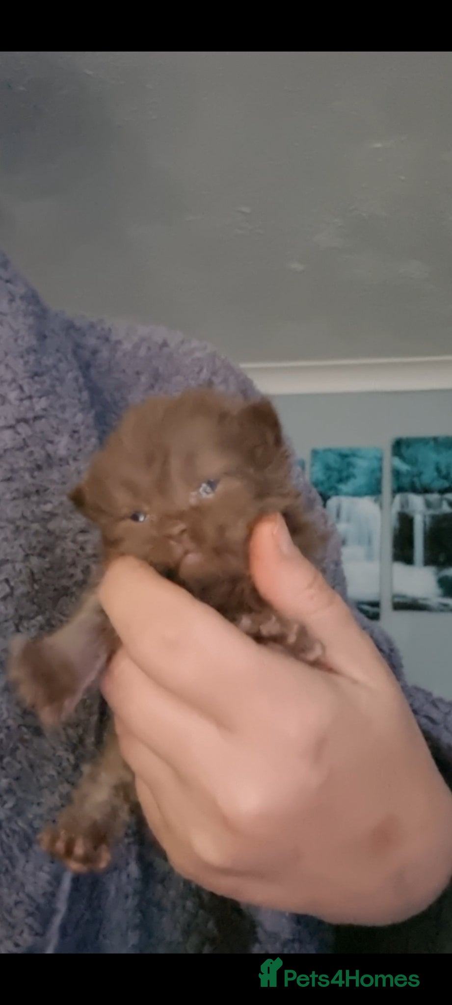 British Shorthair cats Full pedigree British shorthairs kitten's  - Advert 5