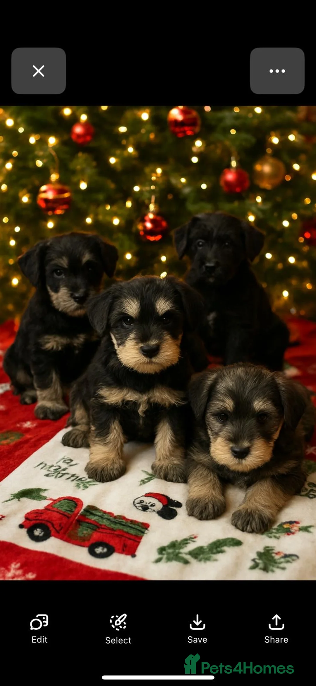 Miniature Schnauzer dogs for sale: 🌟Adorable Miniature Schnauzers Puppys 🌟 - Advert 4