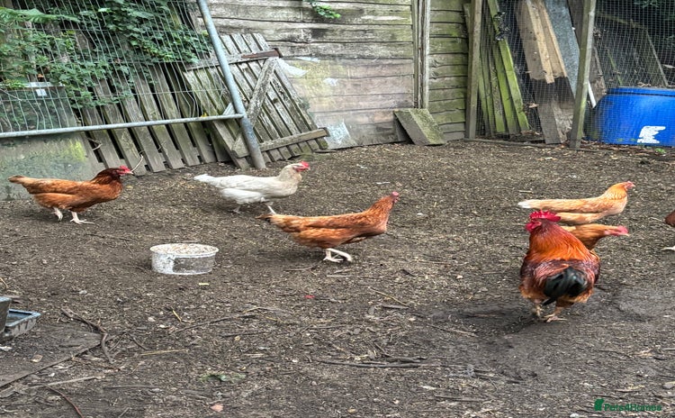 Chickens poultry - Advert 1