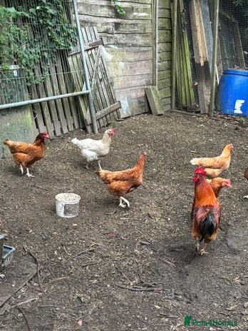 Chickens poultry - Advert 2