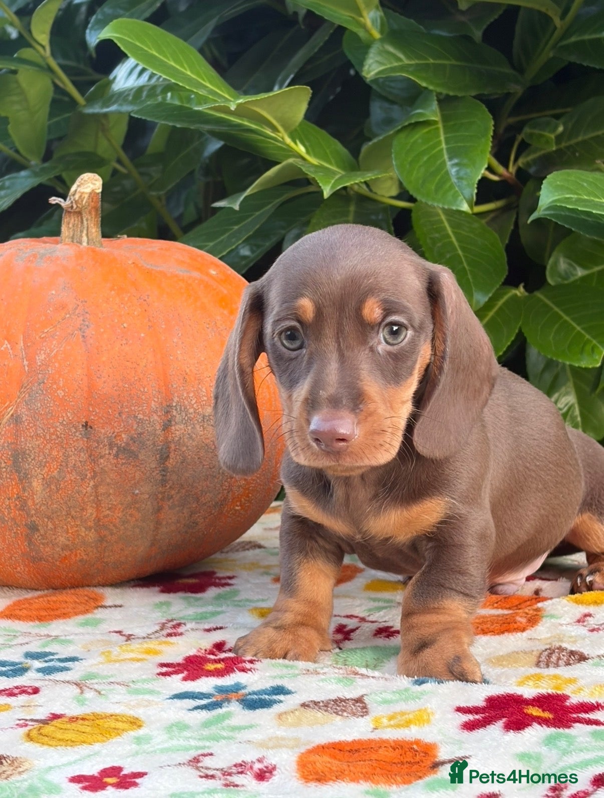 Miniature Dachshund dogs for sale: 🌸 SHOW QUALITY MINIATURE DACHSHUNDS 🌸 - Advert 8