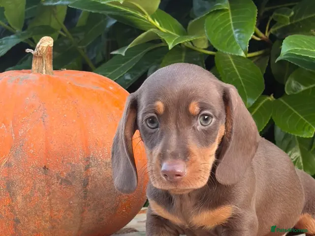 Miniature Dachshund dogs for sale: 🌸 SHOW QUALITY MINIATURE DACHSHUNDS 🌸 - Advert 23