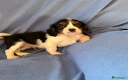 Cavalier King Charles Spaniel dogs for sale: Stunning Cavalier Puppies - Image 8