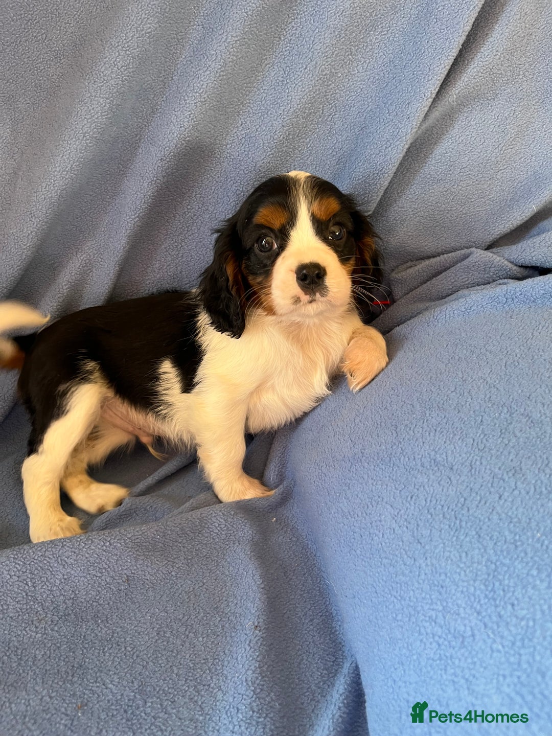 Cavalier King Charles Spaniel dogs for sale: Stunning Cavalier Puppies - Image 8