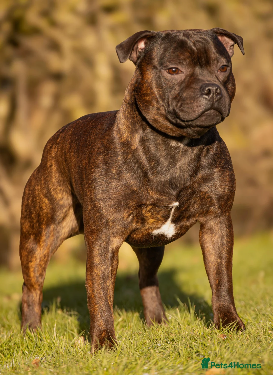 Staffordshire Bull Terrier dogs for stud: Crufts Qualified red and blue carrier stud  - Advert 2