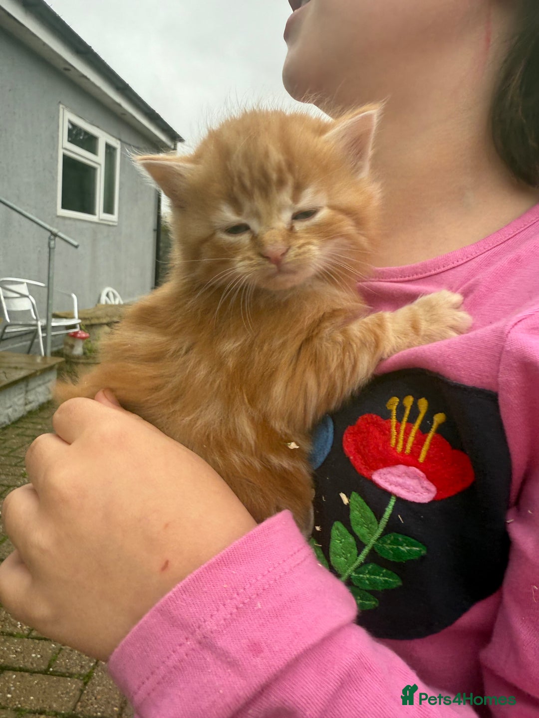 Mixed Breed cats for sale: 1 female rare ginger kitten & 1 female tabby  - Advert 2