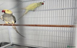 Mixed Breed birds for sale: Indian ringneck  - Image 13