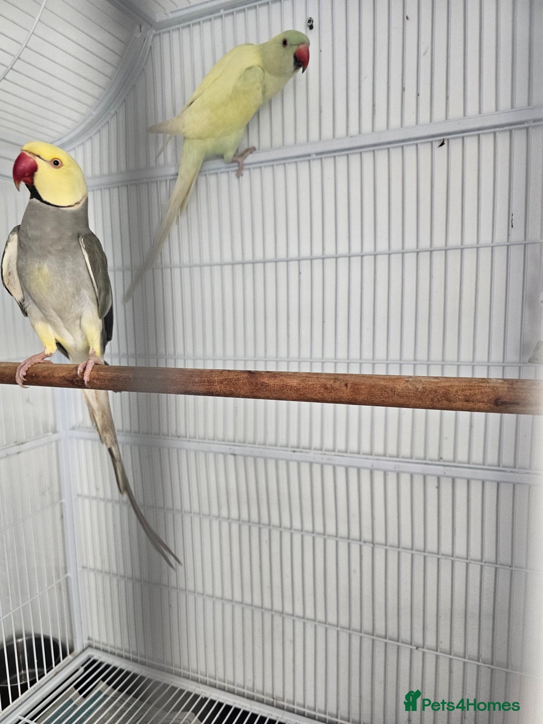 Mixed Breed birds for sale: Indian ringneck  - Image 13