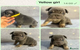 French Bulldog dogs for sale: High Quality French Bulldog Puppies  - Image 5