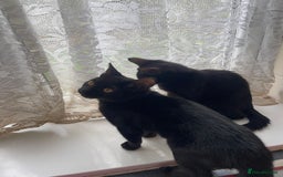 British Shorthair cats for sale: 2 black male kittens  - Image 6