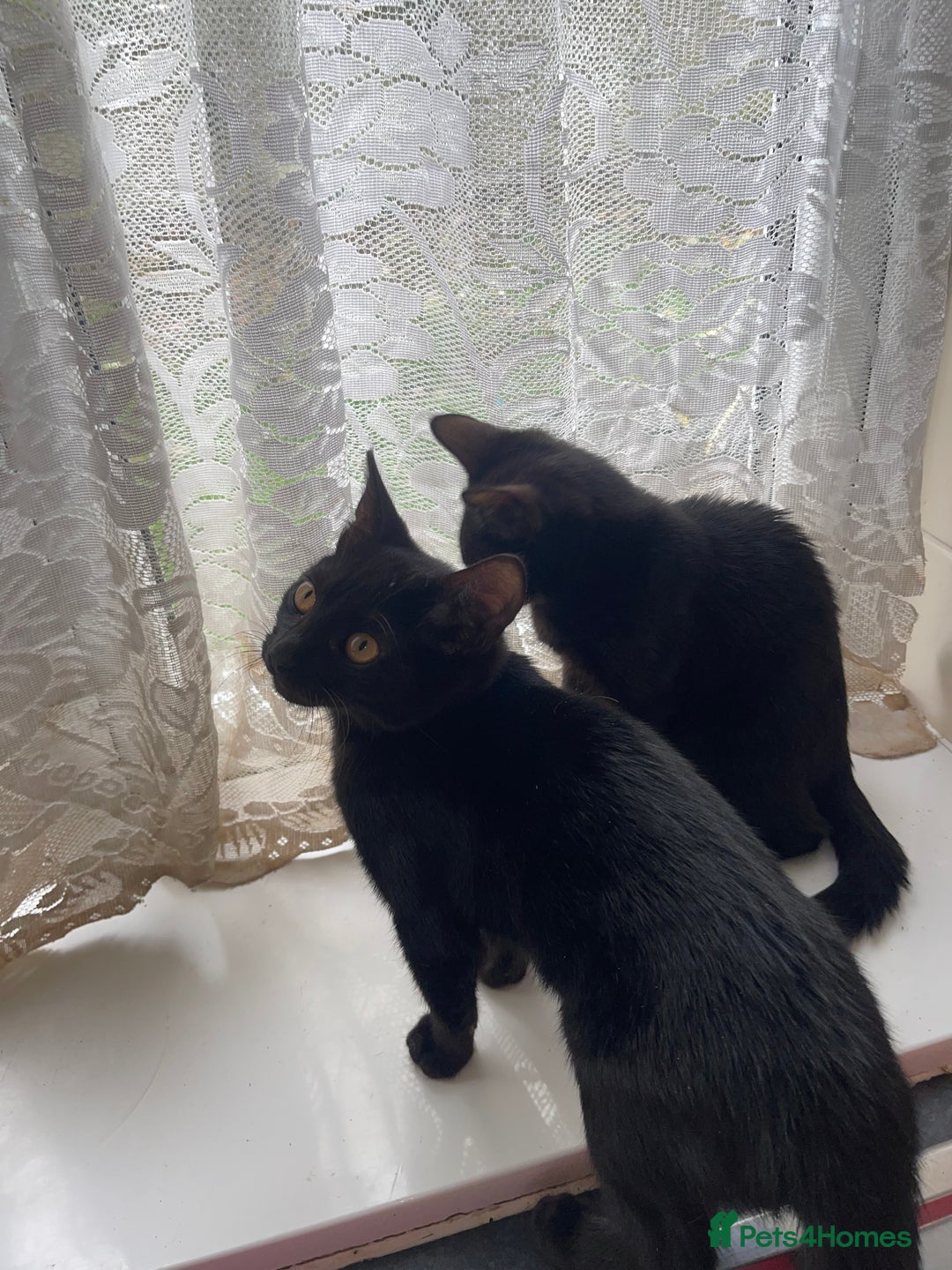 British Shorthair cats for sale: 2 black male kittens  - Image 6