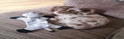 Cockapoo dogs for sale: Rare breed of cocktail Pasties, F1B Cockerpoos - Advert 7
