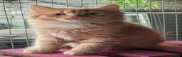 Ragdoll cats for sale: Kitten looking for a forever home  - Advert 2