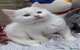 Ragdoll cats for sale: Ragdoll kittens - Advert 20