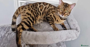 Bengal cats - Advert 9