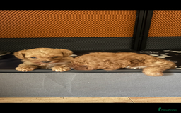 Cavapoo dogs for sale: Top quality F1b toy cavapoos  - Image 25